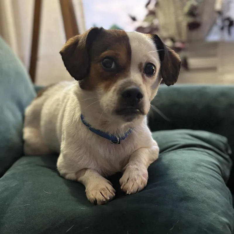 El Tigre thumbnail 2