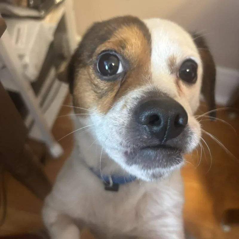 El Tigre thumbnail 3