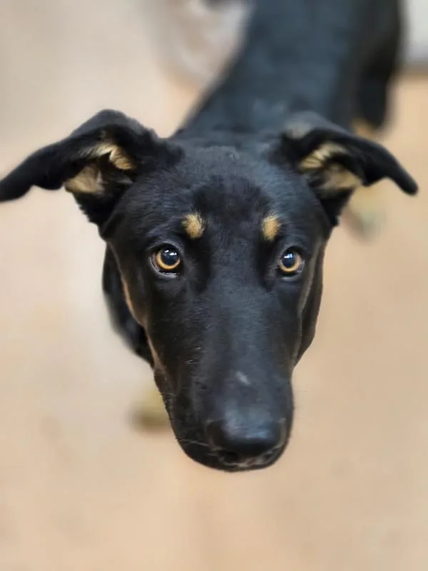 A young large-sized male Shepherd dog named Blackjack for adoption in Kennewick, WA