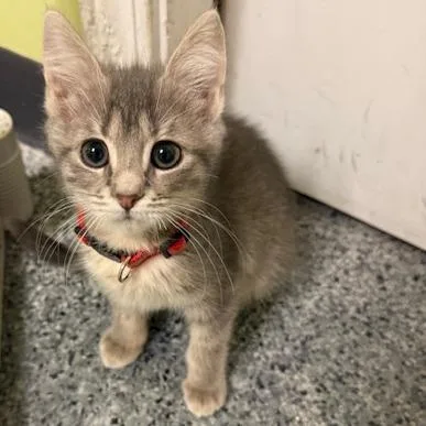 A baby medium-sized female Tabby (Brown / Chocolate) Domestic Short Hair cat named Iris for adoption in Circleville, OH