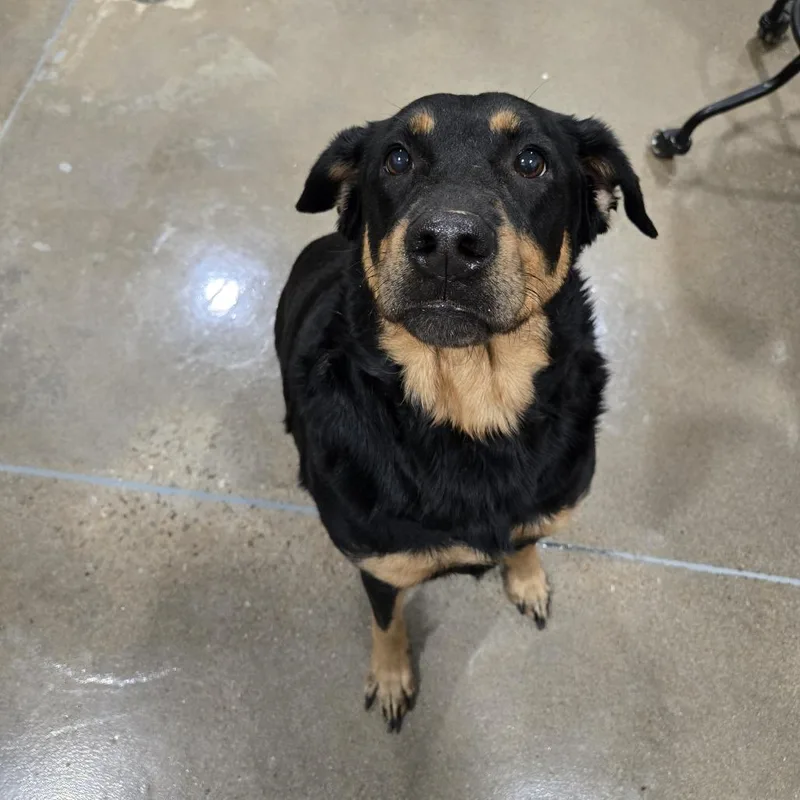 An adult large-sized female Rottweiler dog named Spritzer for adoption in Washburn, MO