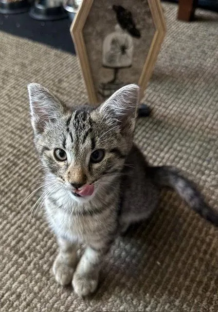 A baby medium-sized male Domestic Short Hair cat named Imp for adoption in Walnut Creek, CA