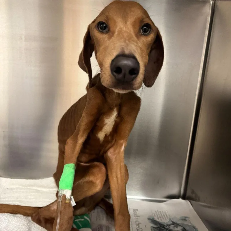 A young medium-sized male Hound dog named Brussels Sprouts for adoption in Dallas, TX