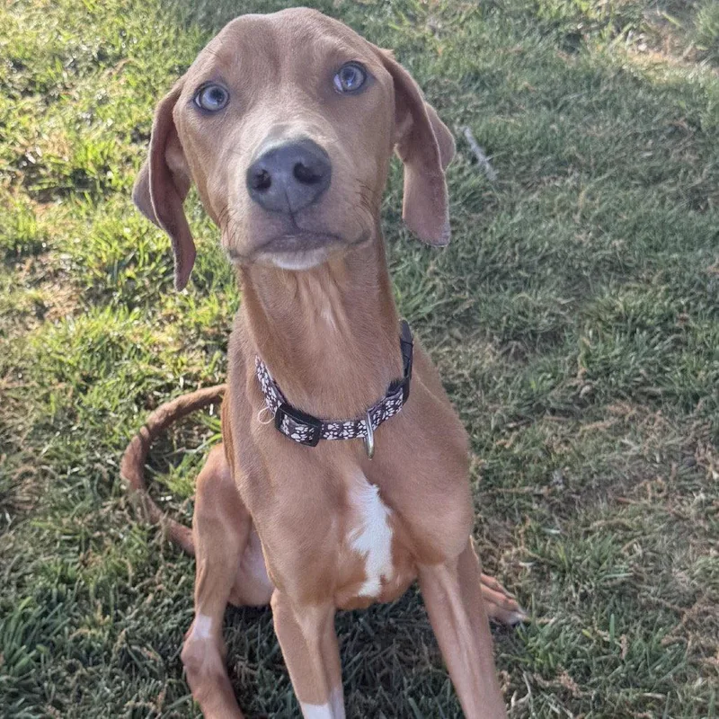 Brussels Sprouts thumbnail 2