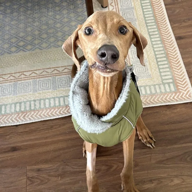 Brussels Sprouts thumbnail 3