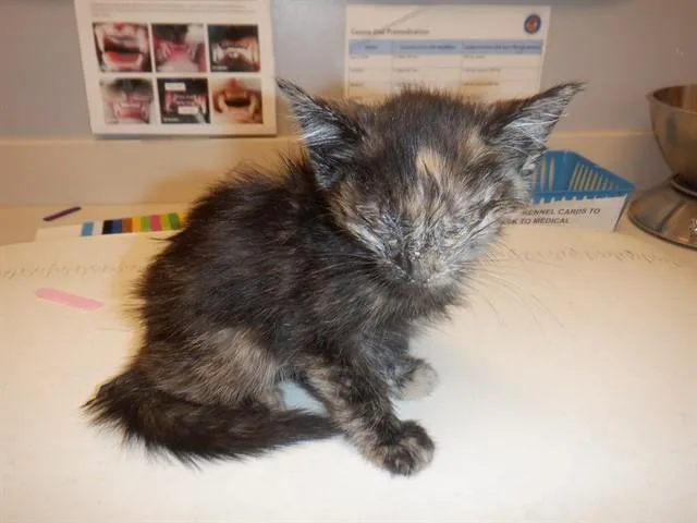 A baby small-sized female Domestic Medium Hair cat named Jeanette for adoption in San Jose, CA