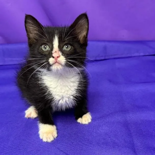 A baby small-sized female Black Domestic Short Hair cat named Gruyere for adoption in North Myrtle Beach, SC