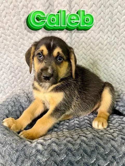 A baby medium-sized male Bicolor Husky dog named Caleb for adoption in Comfort, TX