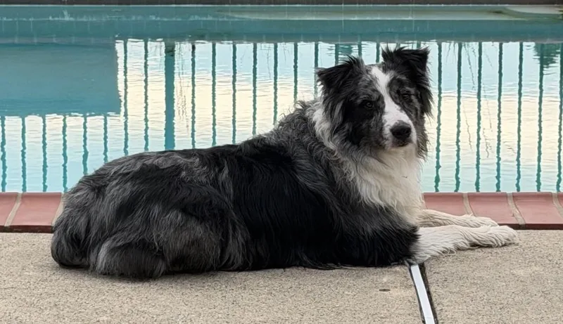 A young large-sized male Australian Shepherd dog named Finnegan for adoption in Richboro, PA
