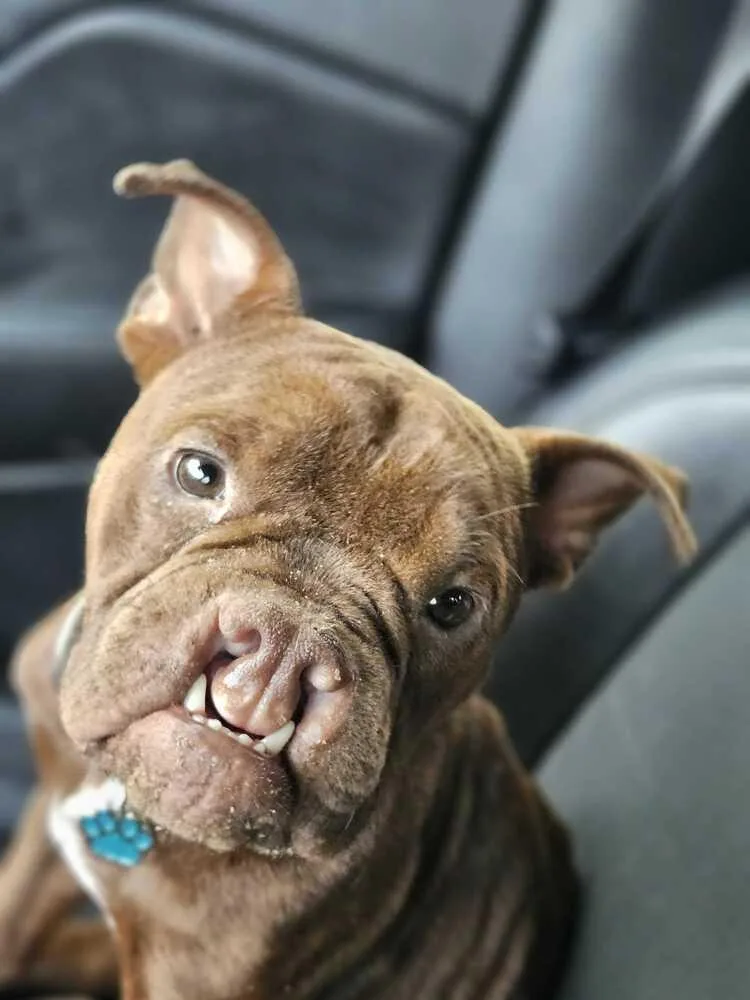 An adult medium-sized male Brown / Chocolate American Bulldog dog named Taz for adoption in Lakeland, FL