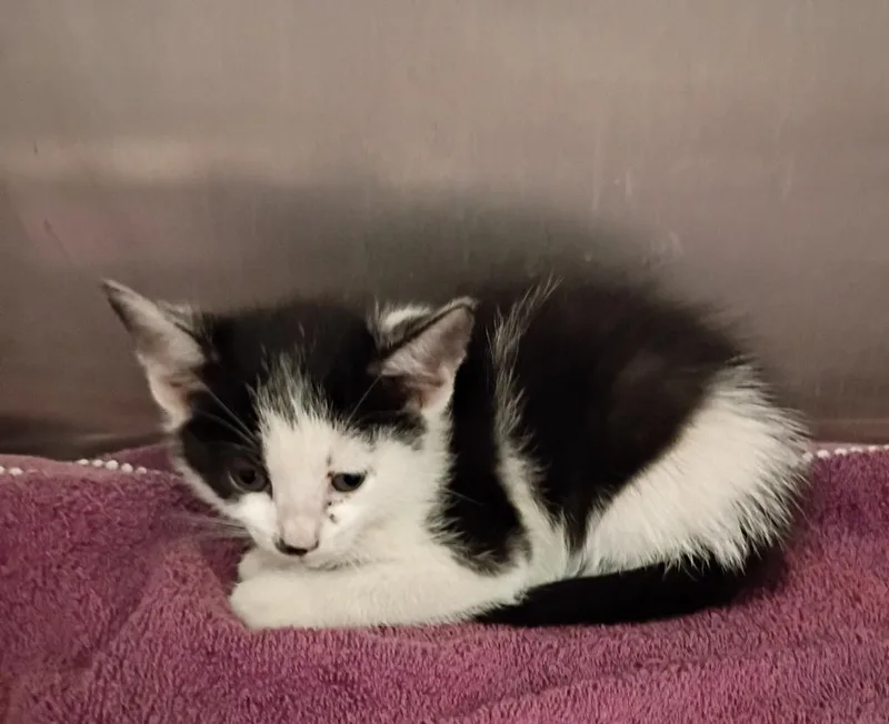 A baby medium-sized female Domestic Short Hair cat named Nilly for adoption in Clarksville, TN