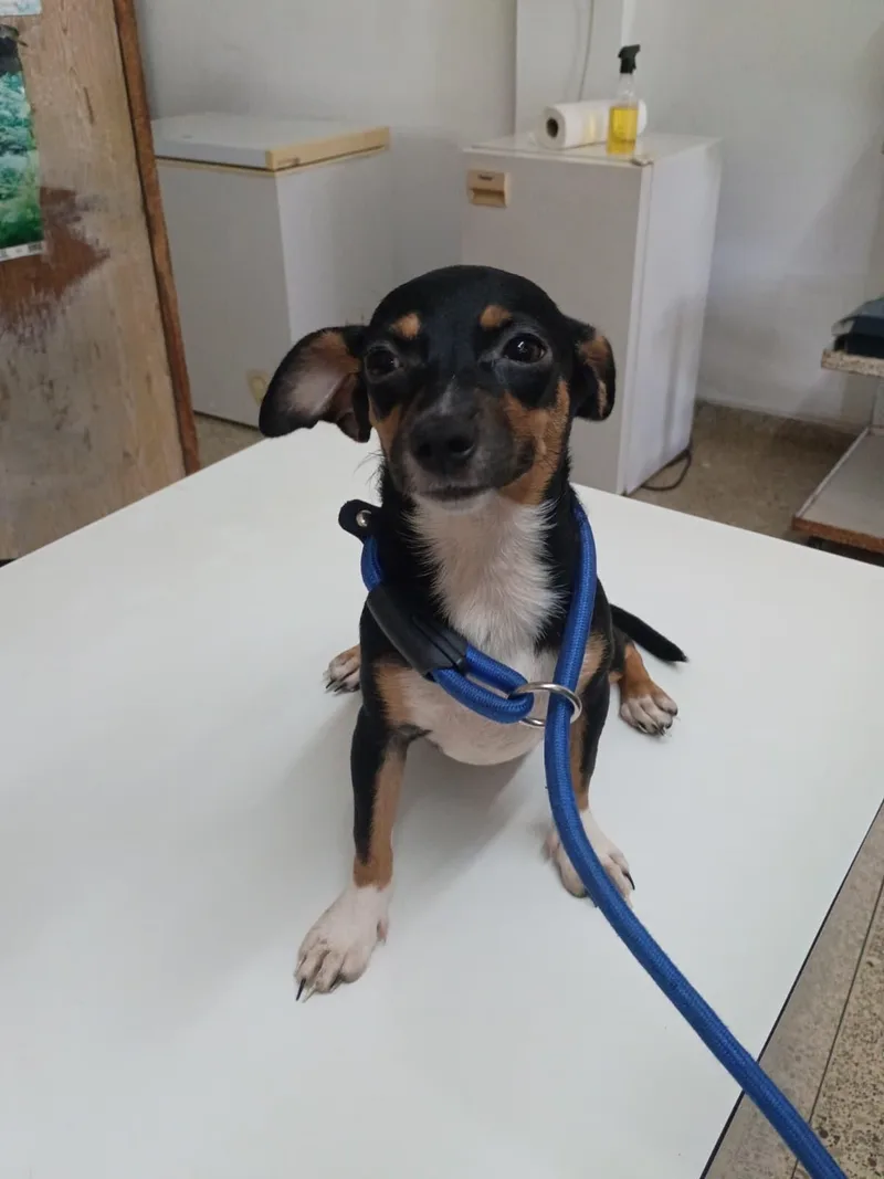 A baby small-sized female White / Cream Chihuahua dog named Rose for adoption in New York, NY