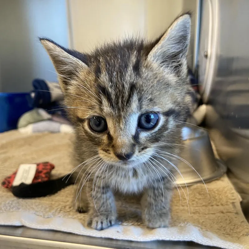 A baby small-sized male Brown / Chocolate Domestic Short Hair cat named Steve for adoption in Washington Township, OH