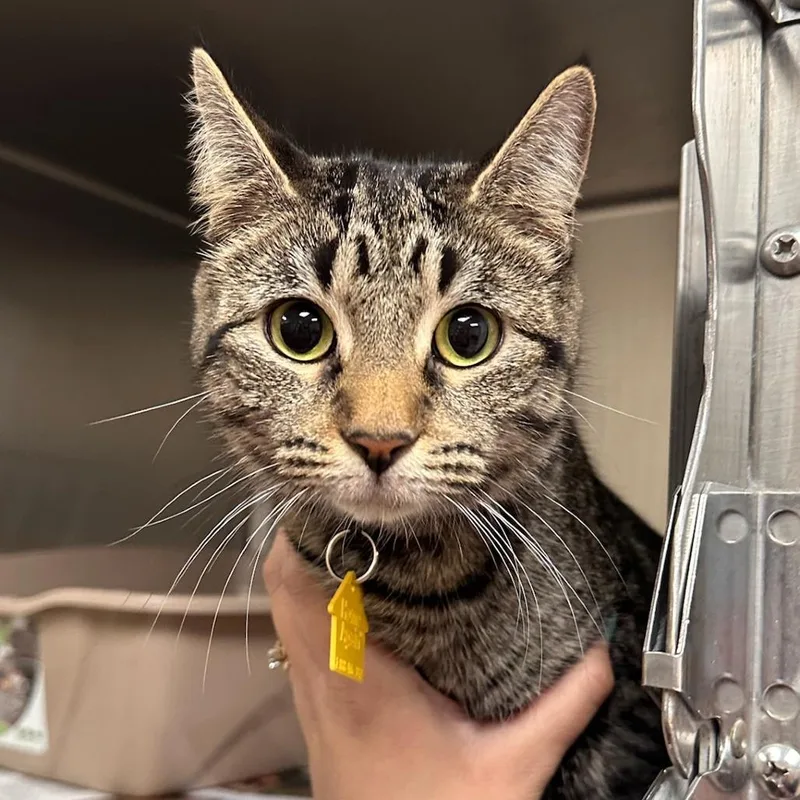 An adult medium-sized female Brown / Chocolate Domestic Short Hair cat named Tulip for adoption in Springfield, MA