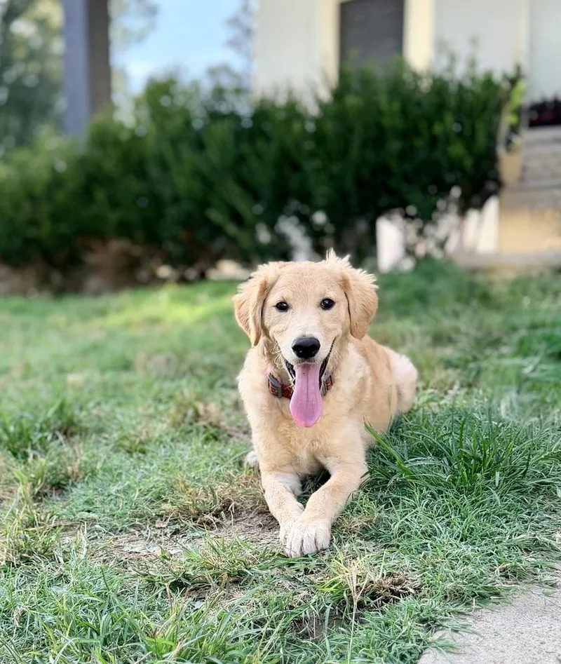 A baby medium-sized male Goldendoodle dog named Blane for adoption in Richmond, TX