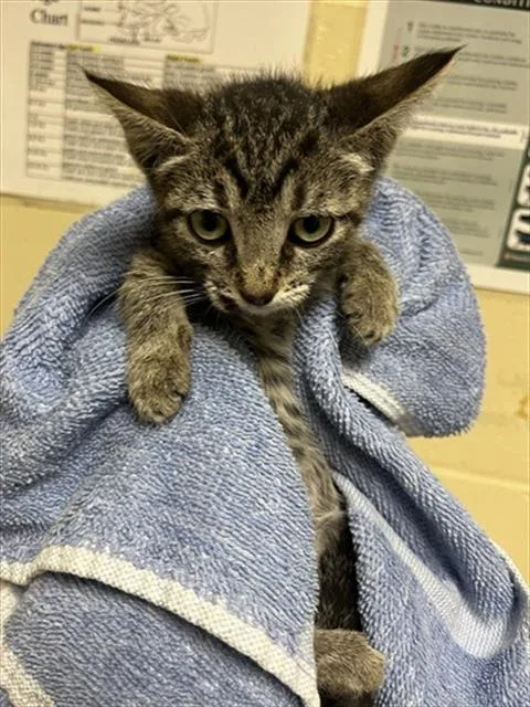 A baby small-sized female Domestic Short Hair cat named Marilyn for adoption in Sacramento, CA