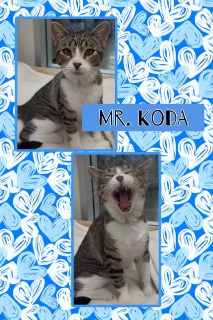Koda