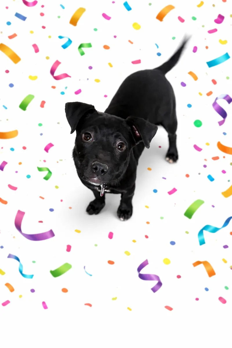 Confetti thumbnail 2