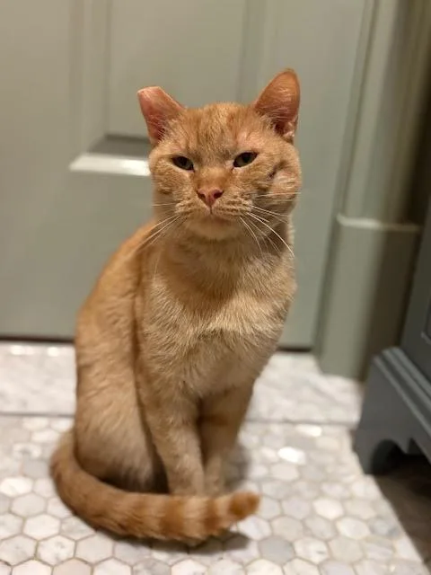 An adult medium-sized male Tabby (Orange / Red) Domestic Short Hair cat named Alvin for adoption in Hillsboro, OR
