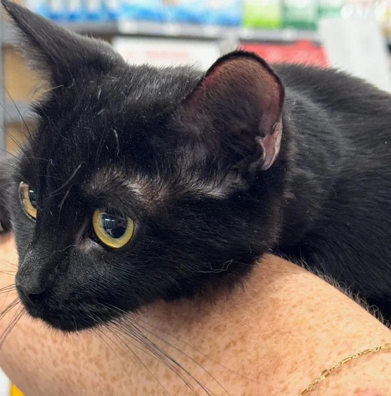 A young medium-sized female Domestic Short Hair cat named Sissy for adoption in Grovetown, GA