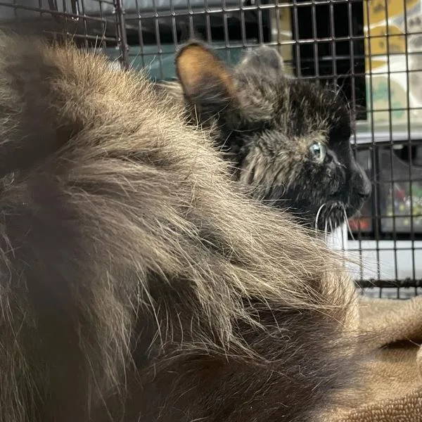 A senior small-sized female Domestic Medium Hair cat named Pecan for adoption in Des Moines, IA