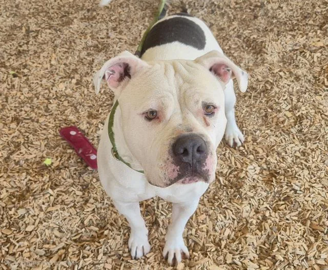 An adult medium-sized male Pit Bull Terrier dog named Coco for adoption in Albuquerque, NM