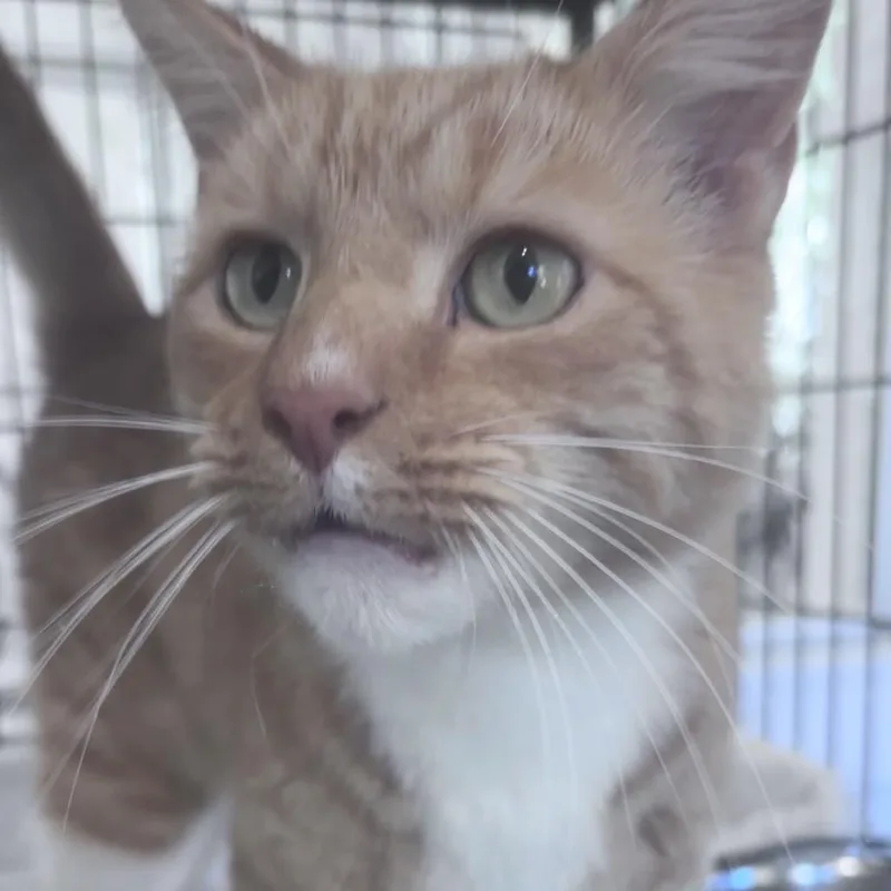A young small-sized male Orange / Red Domestic Short Hair cat named Agent for adoption in Columbus, NC