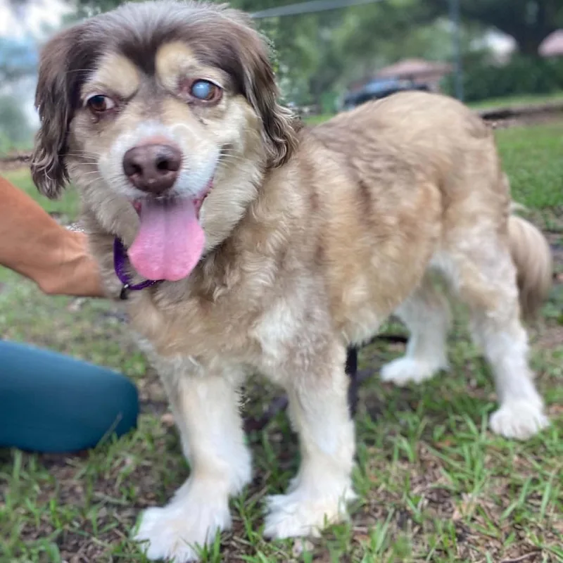 A senior medium-sized female Gray / Blue / Silver Australian Shepherd dog named Bella Donna for adoption in Sarasota, FL