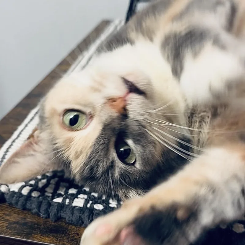 Harley Quinn thumbnail 2