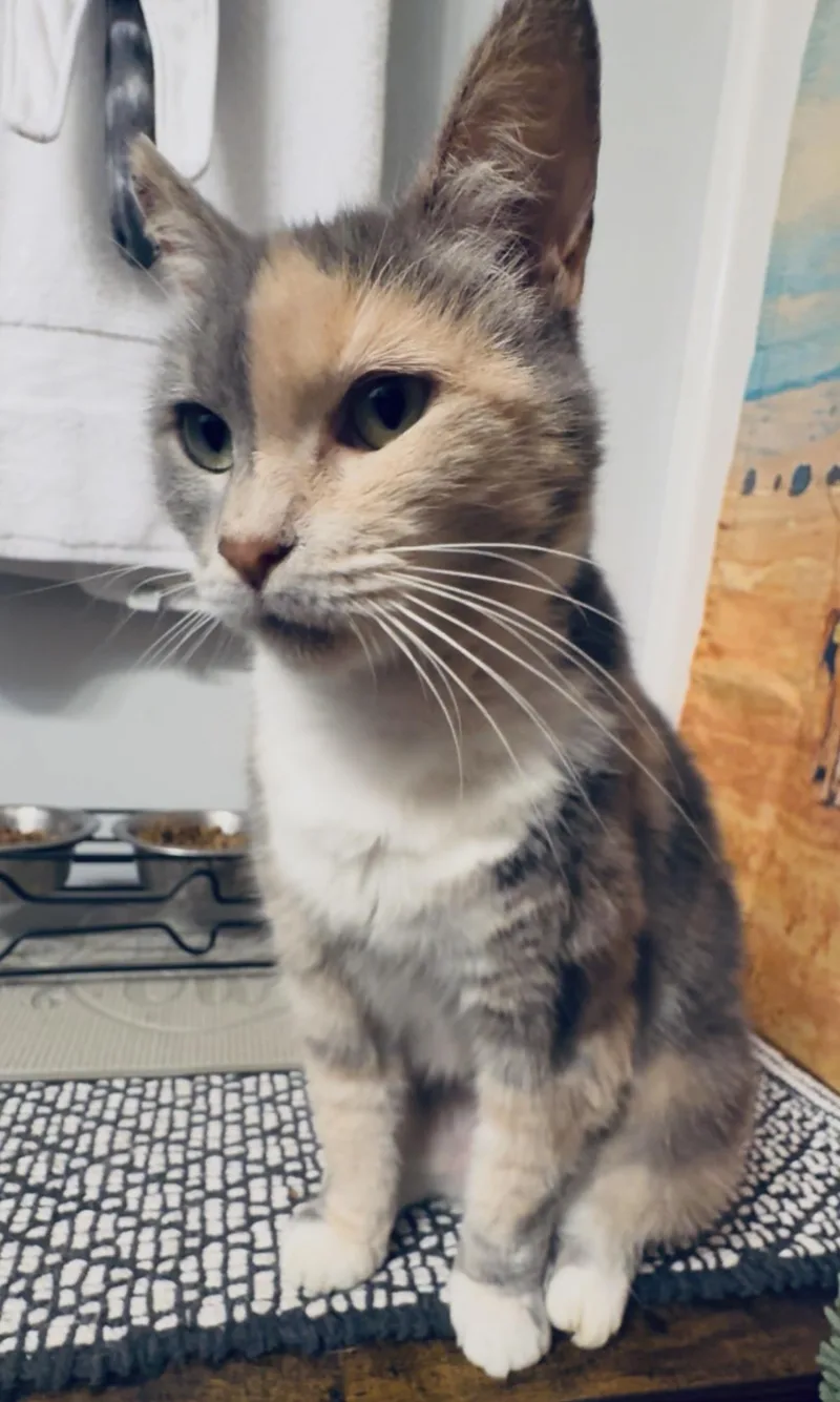 Harley Quinn thumbnail 3