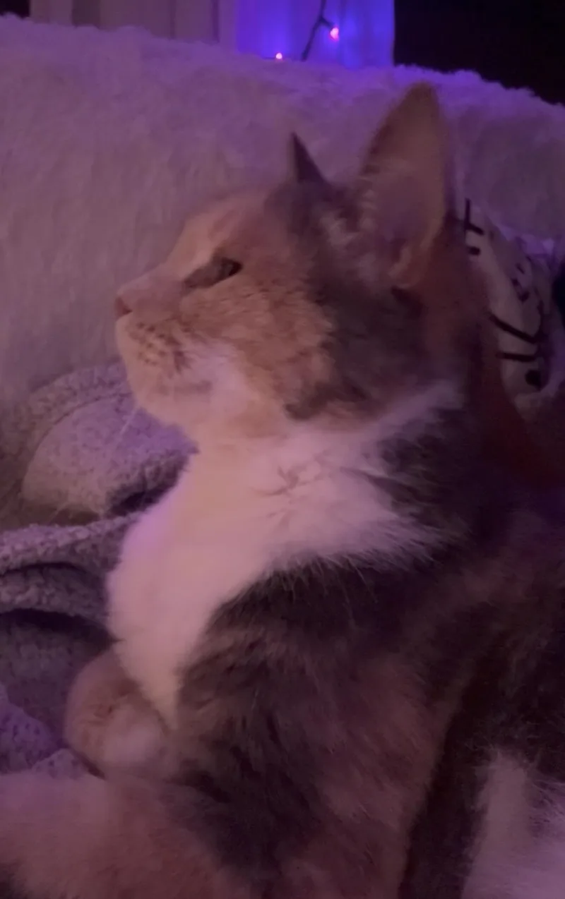 Harley Quinn thumbnail 5