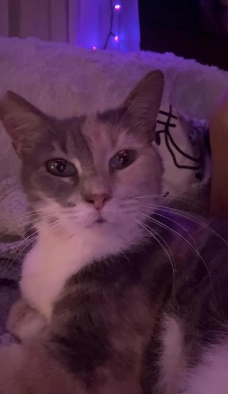 Harley Quinn thumbnail 6