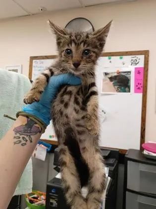 A baby small-sized male Domestic Short Hair cat named Steve for adoption in Palm Coast, FL