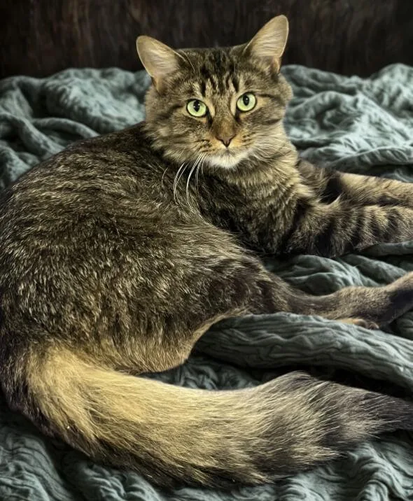 An adult medium-sized male Brown / Chocolate Domestic Medium Hair cat named Jingles for adoption in Charlotte, NC