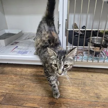 An adult small-sized female Tabby (Brown / Chocolate) Domestic Short Hair cat named Macchiato for adoption in Phoenixville, PA