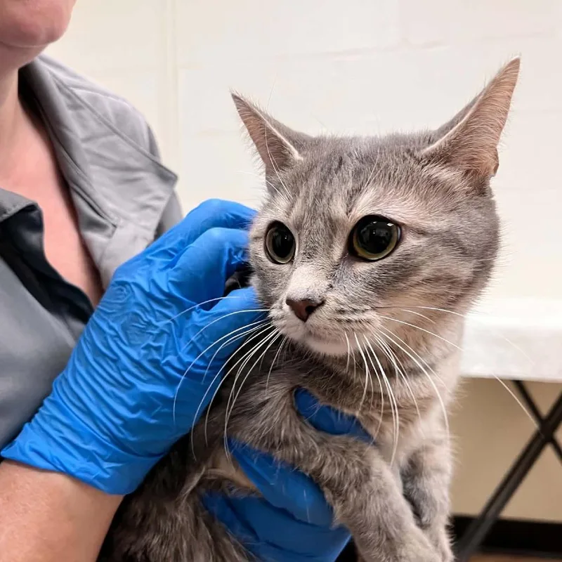 A young medium-sized female Gray / Blue / Silver Domestic Short Hair cat named Rika for adoption in Charlottesville, VA