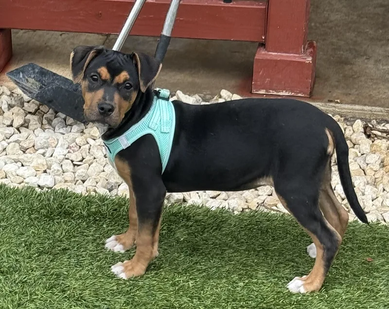 A baby medium-sized female Shepherd dog named Lucy for adoption in San Antonio, TX