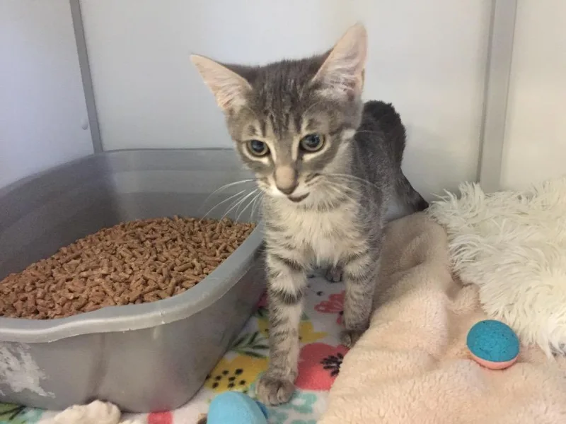 A baby medium-sized female Domestic Short Hair cat named Tetra for adoption in Peoria, AZ