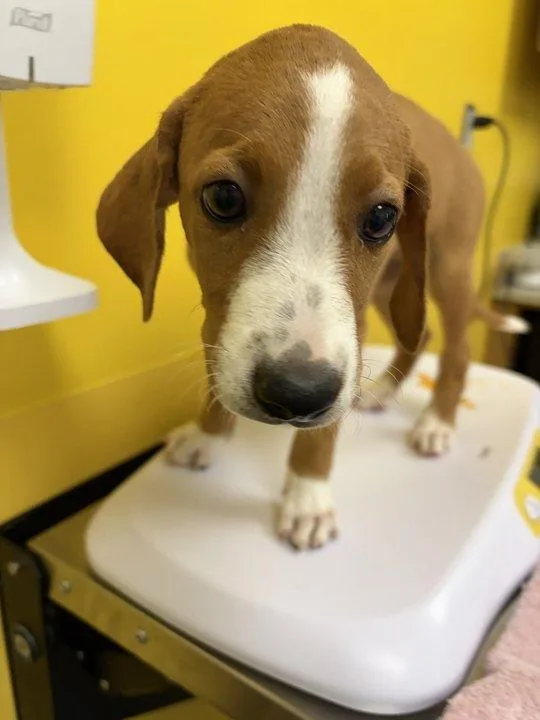 A baby small-sized male Brown / Chocolate Mixed Breed dog named Seneca for adoption in Raleigh, NC