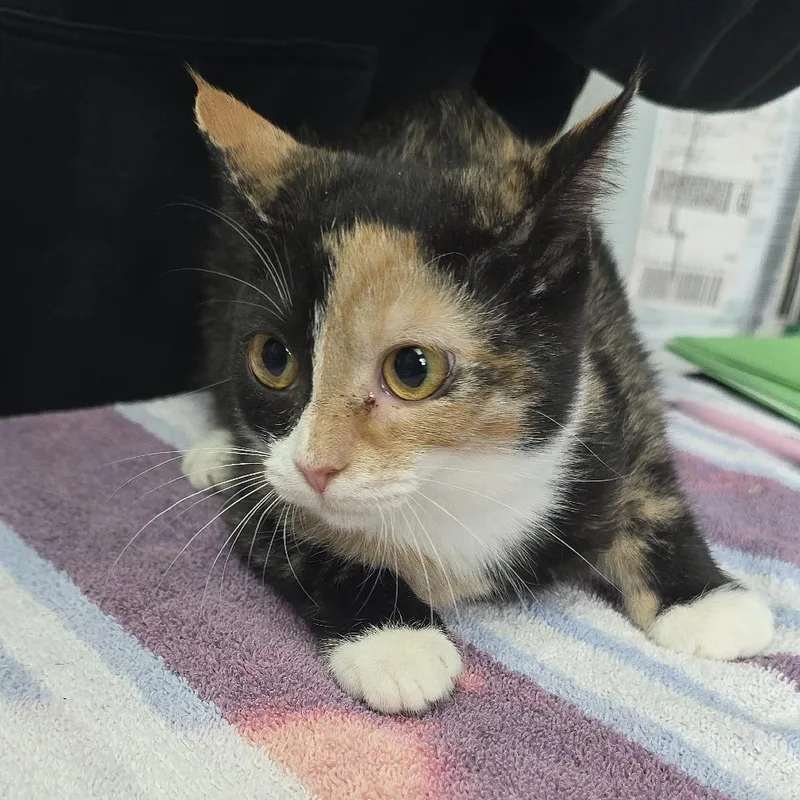 A baby small-sized female Calico Domestic Short Hair cat named Elora Danan for adoption in Yanceyville, NC