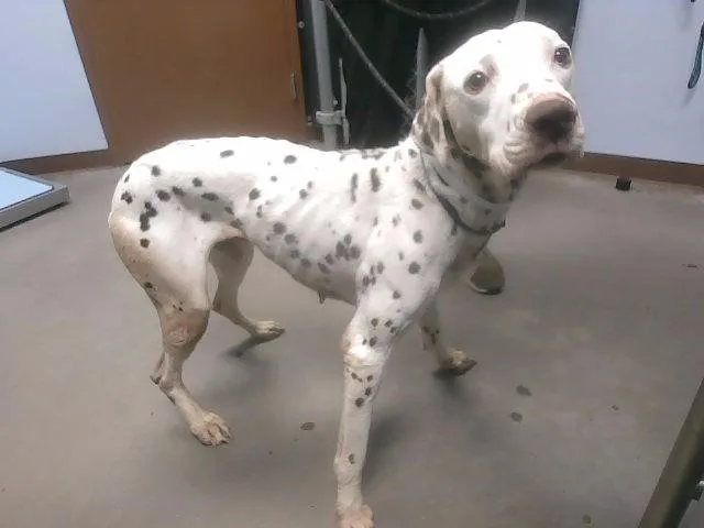 An adult large-sized male Dalmatian dog named Lou for adoption in Phoenix, AZ