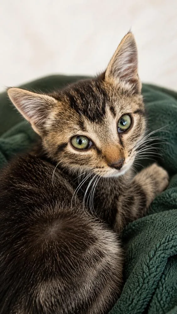 A baby small-sized male Tabby cat named Zach for adoption in Calimesa, CA