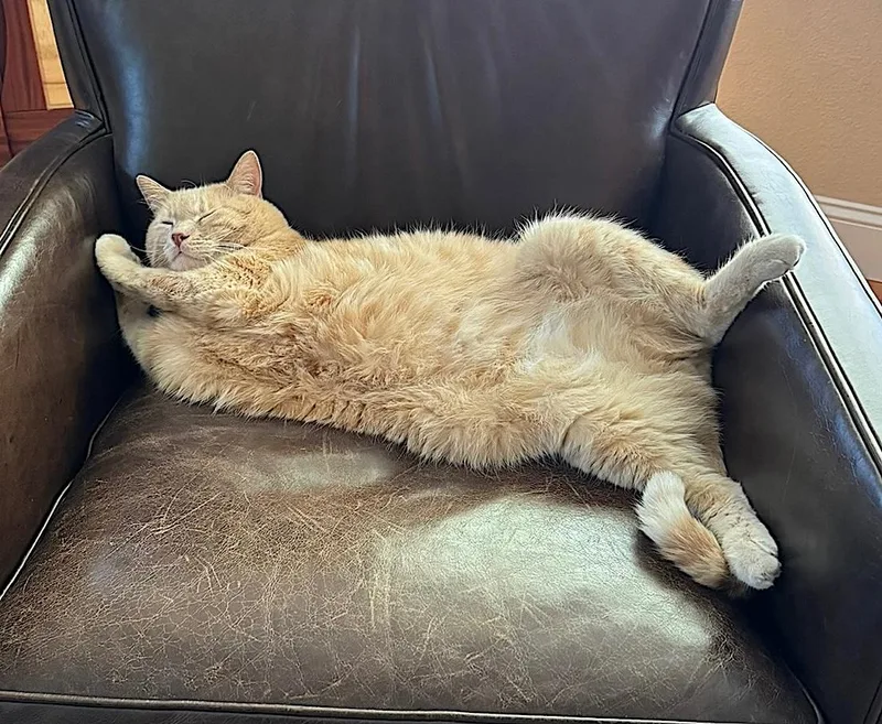A senior extra large-sized male Buff / Tan / Fawn Domestic Short Hair cat named Rudy for adoption in Amherst, MA
