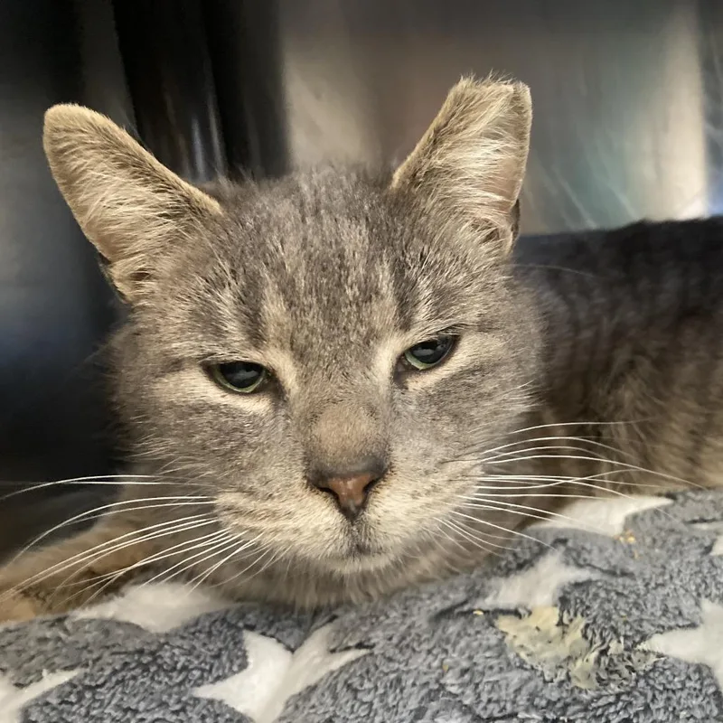 Candy Hearts thumbnail 2