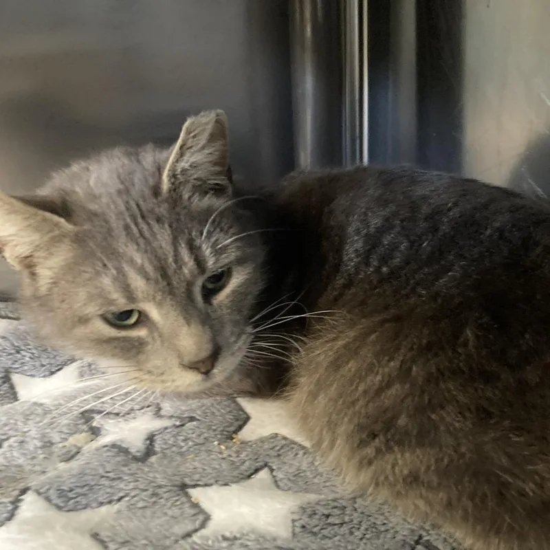 Candy Hearts thumbnail 3