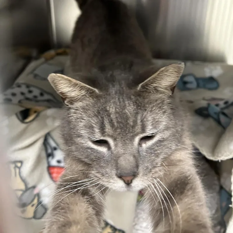 Candy Hearts thumbnail 4