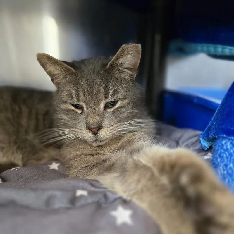 Candy Hearts thumbnail 5