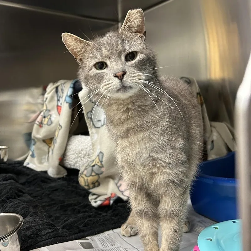 Candy Hearts thumbnail 6