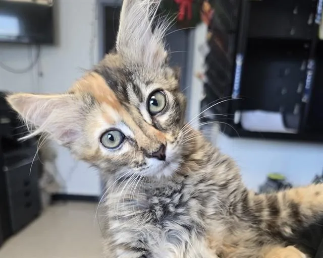 A baby small-sized female Domestic Medium Hair cat named Thelma for adoption in Olathe, KS