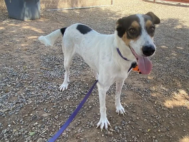 An adult large-sized male Australian Cattle Dog / Blue Heeler dog named Charming for adoption in Phoenix, AZ